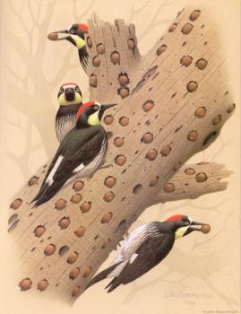 William Zimmerman : Acorn Woodpecker